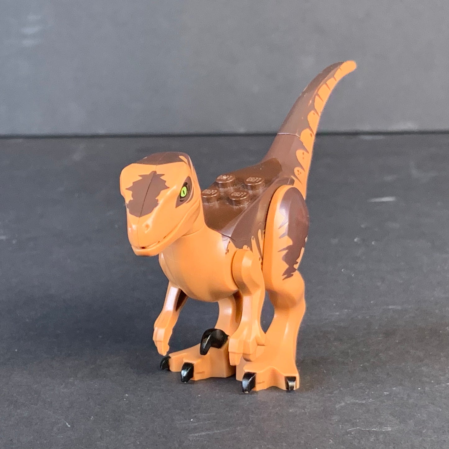 Lego Dinosaur Raptor / Velociraptor with Dark Brown Back